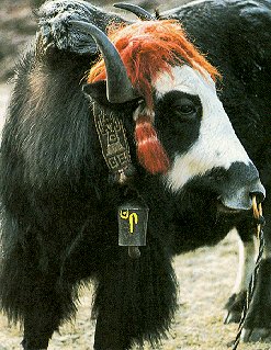 A colorful Nepali denizen.