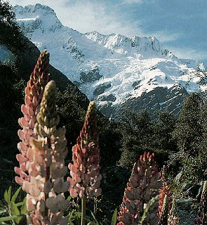 Explore lovely Alpine wilderness in New Zealand.