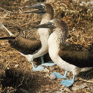 A pair of blue-footed boobies.