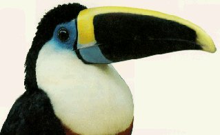 A colorful toucan in the Amazonian rain forest.