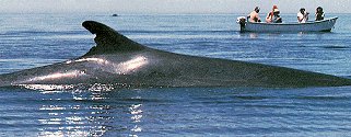 See whales surface in the Sea of Cortez.