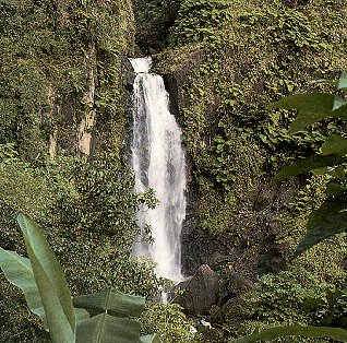 See the verdant rain forests of the West Indies.