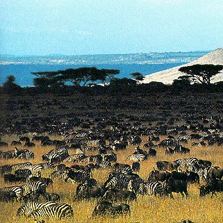 A field of zebras in Tanzania.