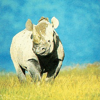 A rhino of the Serengeti.