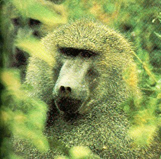 A baboon returns the camera's stare.