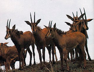 The rare roan antelope.