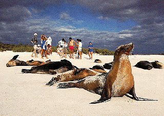 The wildlife of the Galapagos.