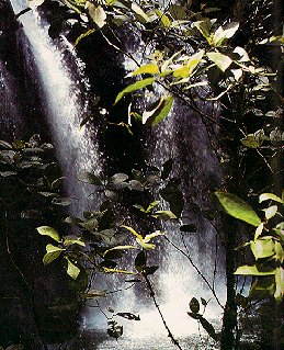 A waterfall hidden in the Costa Rican jungle.