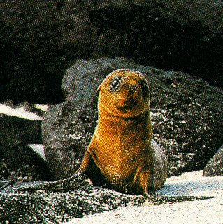 A sea lion pup in the Galapagos.