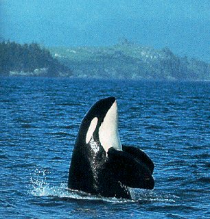 An orca bobs above the surface.