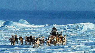 Driving a dogsled in Greenland.