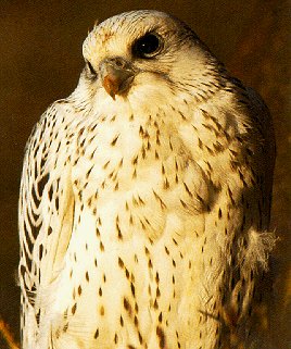 A gyrfalcon of Ellesmere Island.