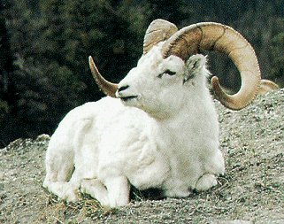 The Dall sheep of the Yukon.
