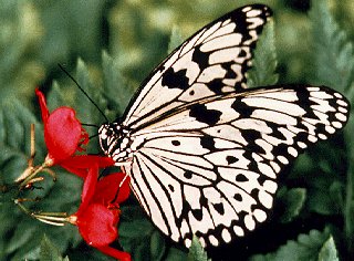 Japanese Paper Kite butterfly.