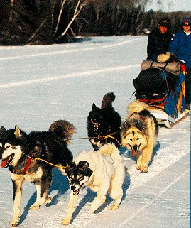 Mushing across the frozen Kawishiwi River.