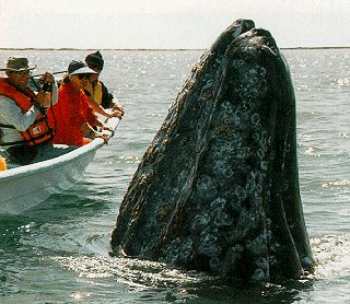 A friendly whale visits.