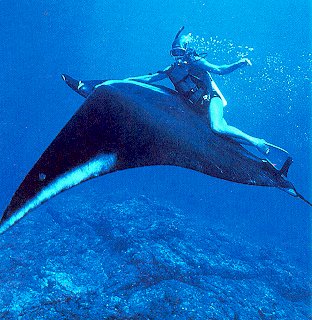 Riding a giant manta ray.