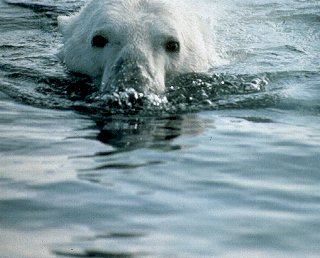 A polar bear swims the blue Arctic waters.