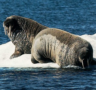 Walrus in Hudson Bay.