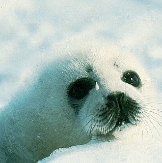 Harp seal pup.