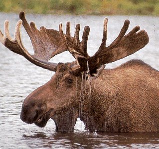 King of the Maine woods.