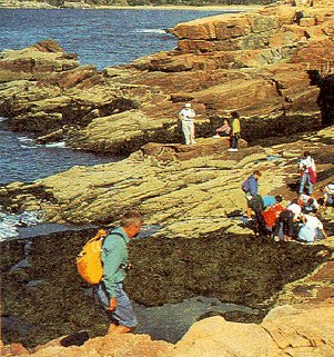 Hikers explore tidal pools among the rocks.