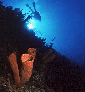 Floating over the reefs of Cayman Brac.