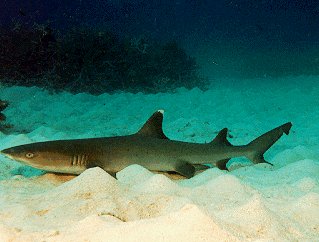 A lounging white-tipped reef shark.