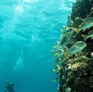 A distant diver enjoys a view of undersea life.