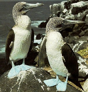 The famed blue-footed booby.