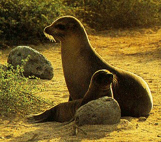 Sea lions lounging in the Galapagos.