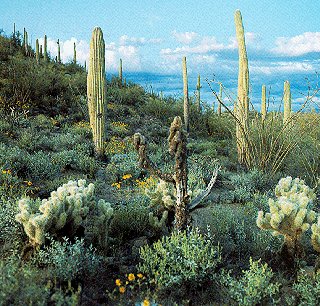 Sonoran Desert, home to prehistoric Hohokam tribe.