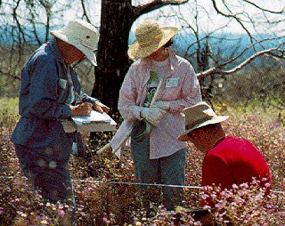 Ethnobotany assistants, Mesa Verde National Park.