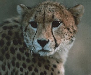 A cheetah at Fossil Rim.