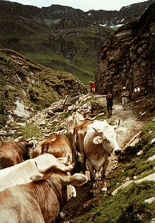 Alpine hiking companions.