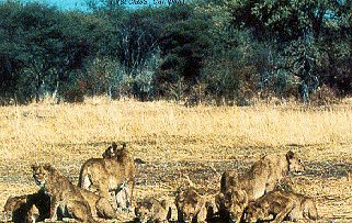 Lions quench their thirst in the Okavango.