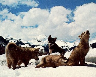 Krabloonik pups with mountains behind them.