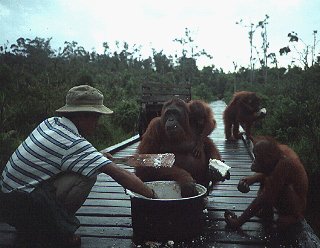 Orangutans gather for lunch.