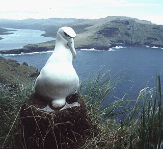 A shy mollymawk nests above Carnley Harbor.