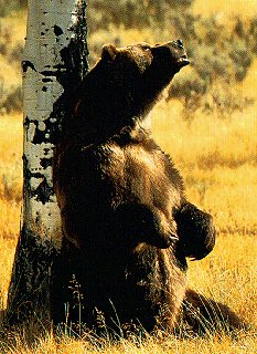 Bear gets a scratch from a birch tree.