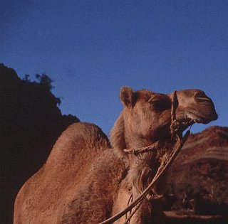 Camel safari in the Red Center.