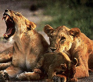 A family of lions in Kenya Africa