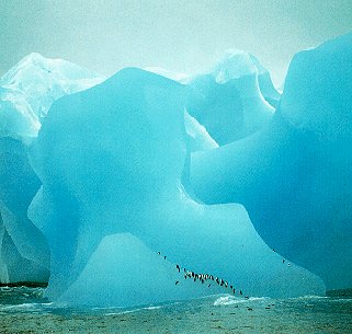 The Antarctic coast and its wildlife.