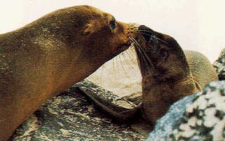 Sea lions on Hood Island in the Galapagos.